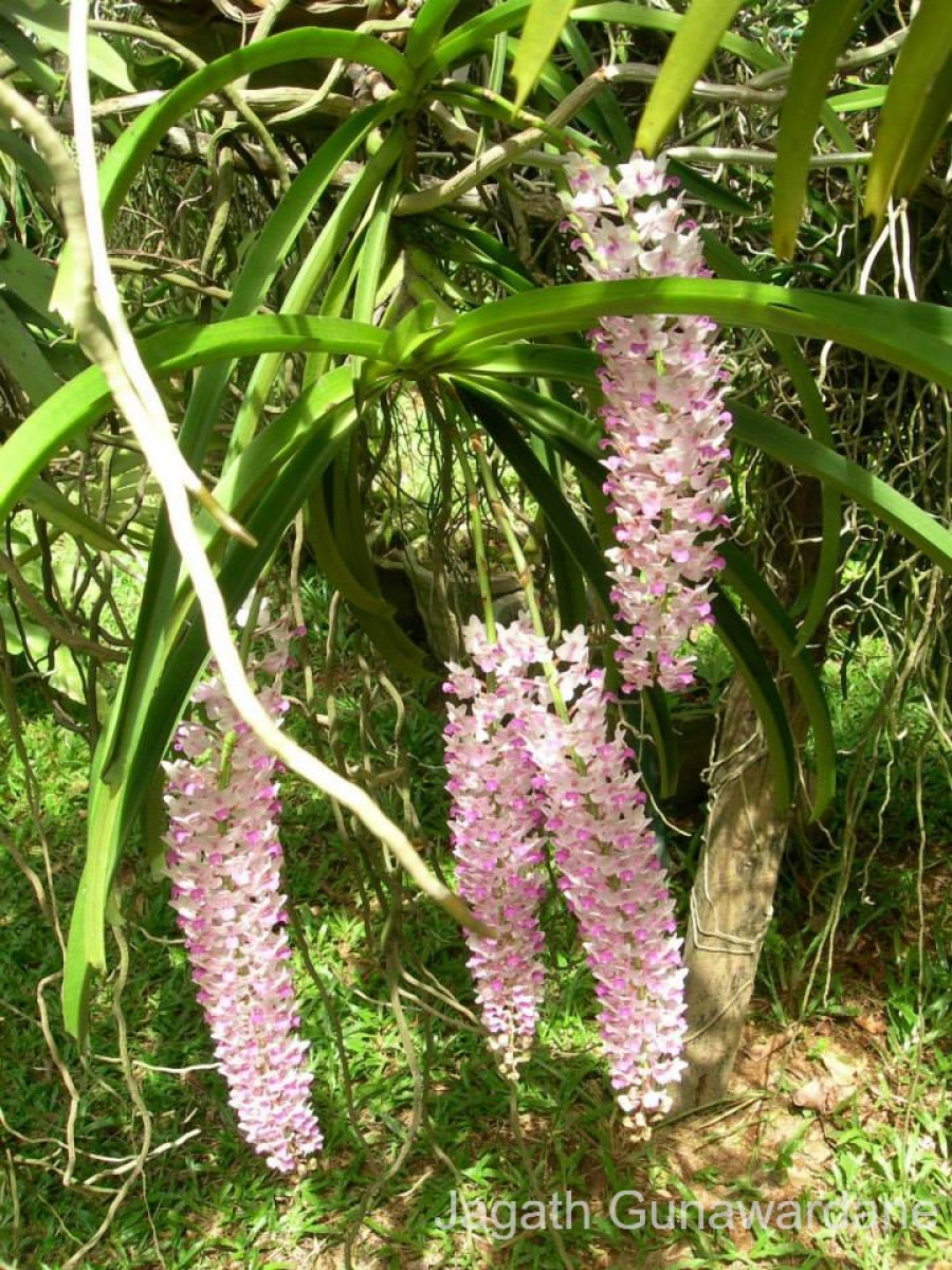 Rhynchostylis retusa (L.) Blume